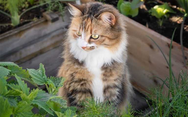 Is Mint Safe for Dogs and Cats and Other Beneficial Plants