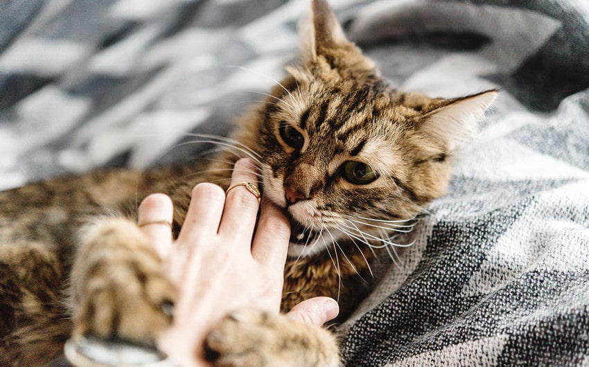 why does my cat bite me then lick me
