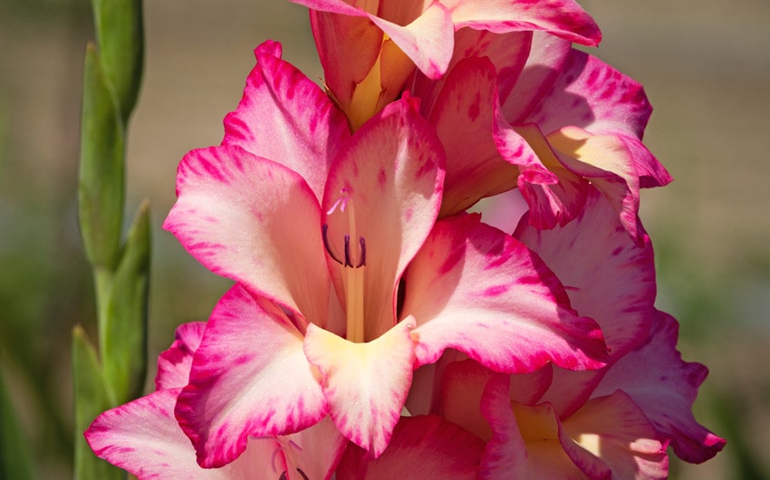 gladiolus flower meaning