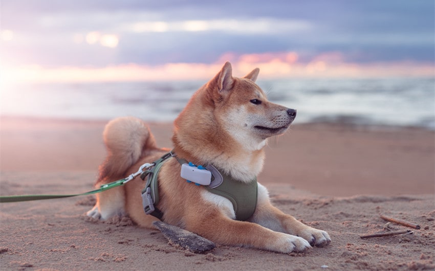 gps trackers for dogs
